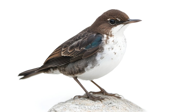 Bird on a white backgroundRobin isolated white background