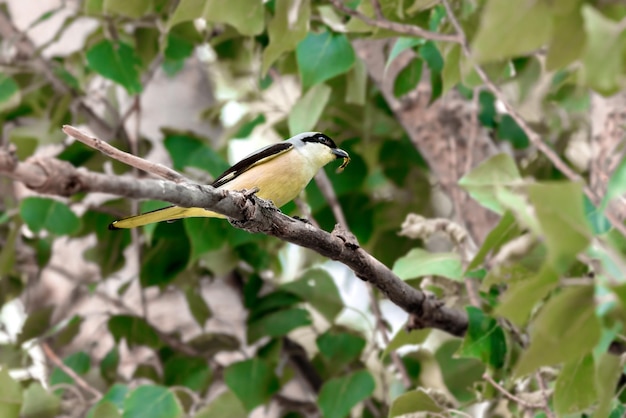 Bird of the wild Lanius schach on a branch with an insect in its beak