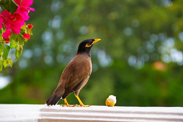 Bird on window wants to eat a fruit