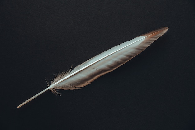 Bird wing feather isolated on black background