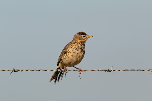 bird on wire during the day