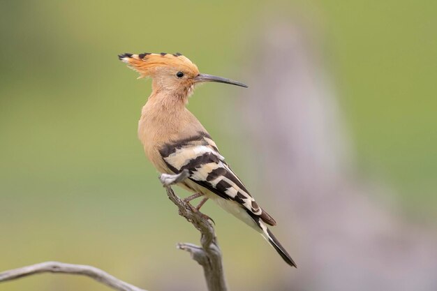 Photo a bird with a beak that says  bird  on it