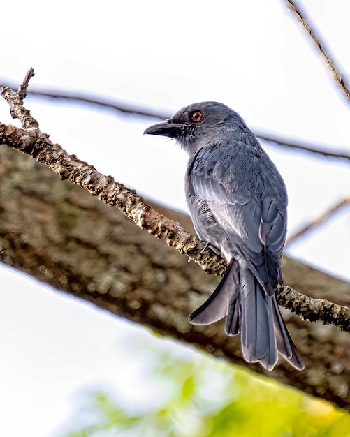 A bird with a black head and gray feathers sits on a branch