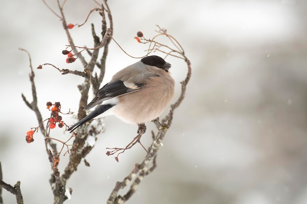 A bird with a black head and white feathers is perched on a branch with berries on it.