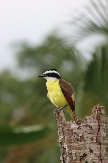 A bird with a black head and yellow body is perched on a tree trunk.