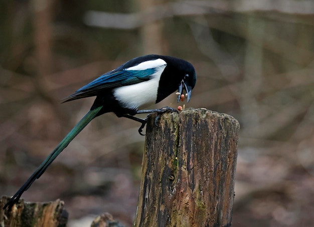 A bird with a black tail