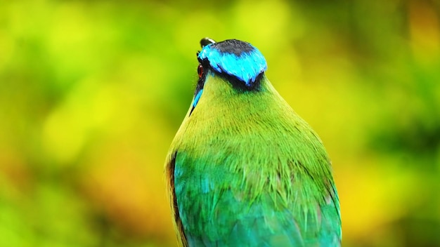 Photo a bird with a blue head and a green head