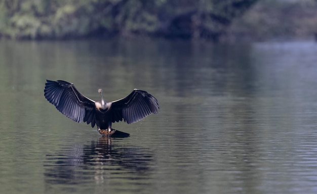 A bird with its wings spread in the water