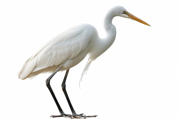 a bird with a long beak is standing on a branch