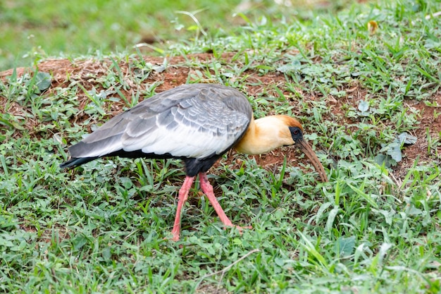 Photo a bird with a long beak is walking in the grass.