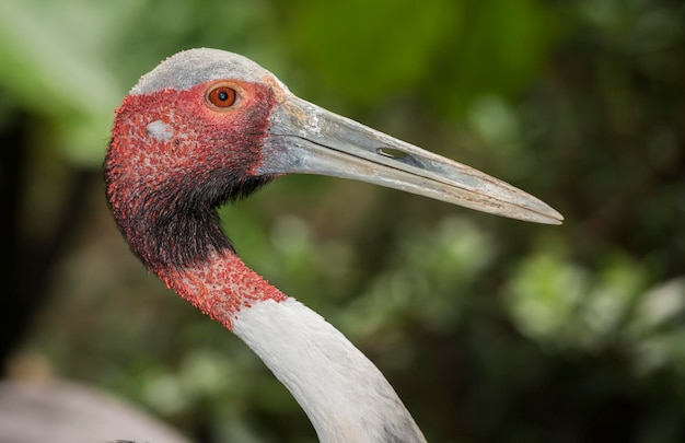 Photo a bird with a long beak and a red eye