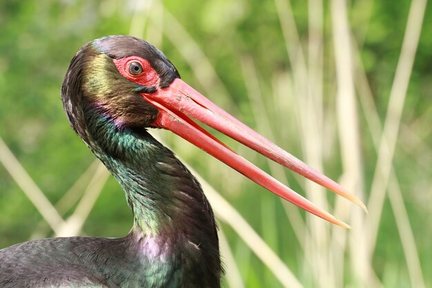 bird with long beak