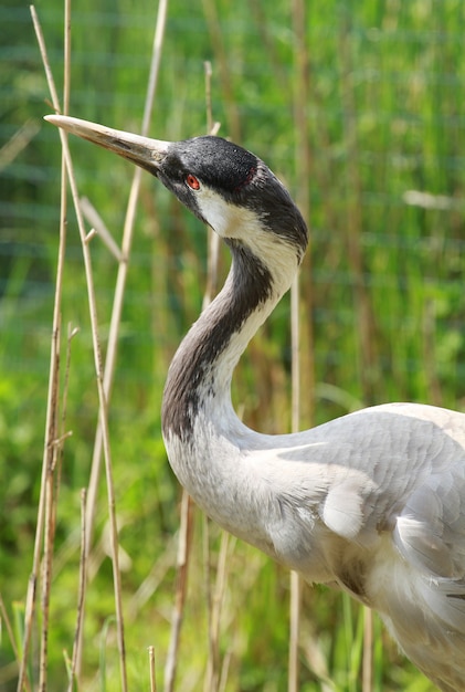 bird with long beak