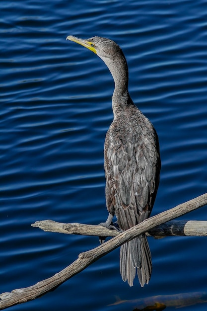 A bird with a long neck sits on a branch in the water.