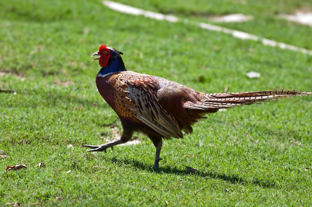 A bird with a red beak is walking on the grass.