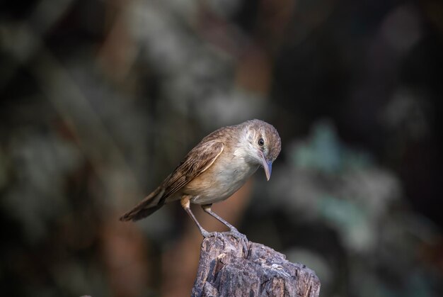 A bird with a white face sits on a log