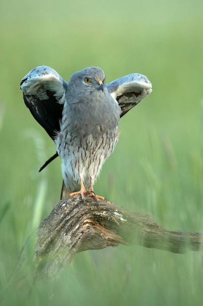 A bird with wings spread on a branch