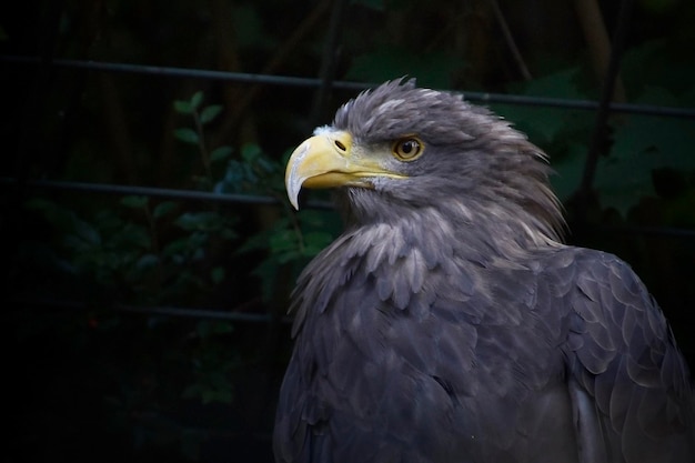 A bird with a yellow beak and a black background