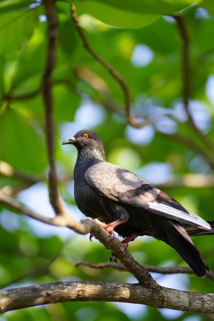 A bird with a yellow eye is perched on a branch.