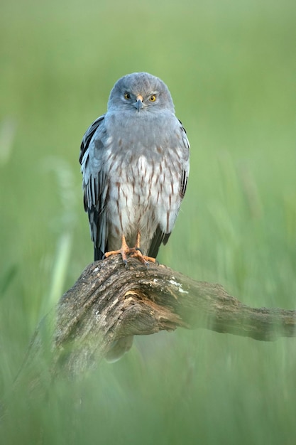 A bird with a yellow eye sits on a branch