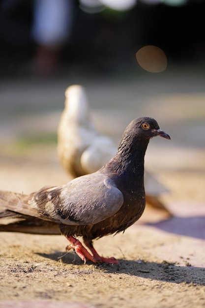 A bird with a yellow eye