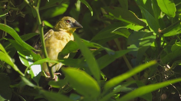 A bird with a yellow face and a black eye is perched on a leafy green plant.