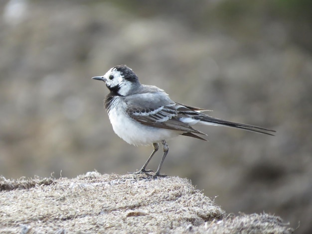 Bird on a wonderful background