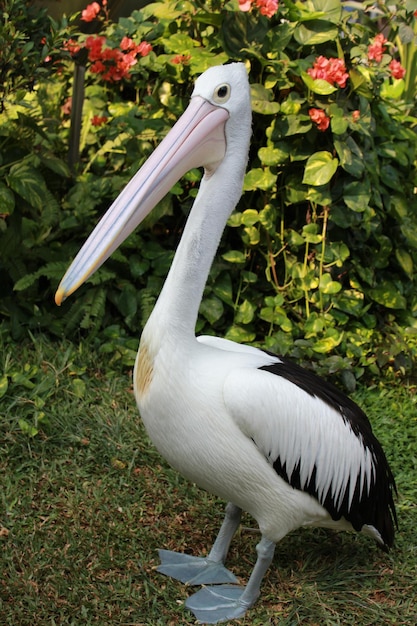 Photo bird on a zoo