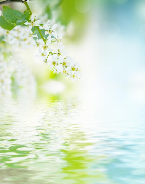 Birdcherry tree flowers