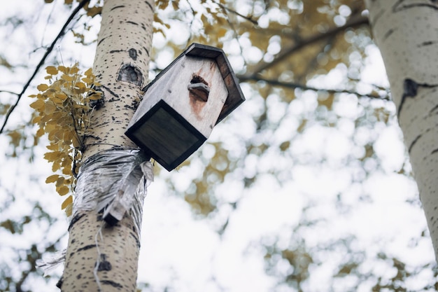 birdhouse on a birch tree with yellow leaves in autumn