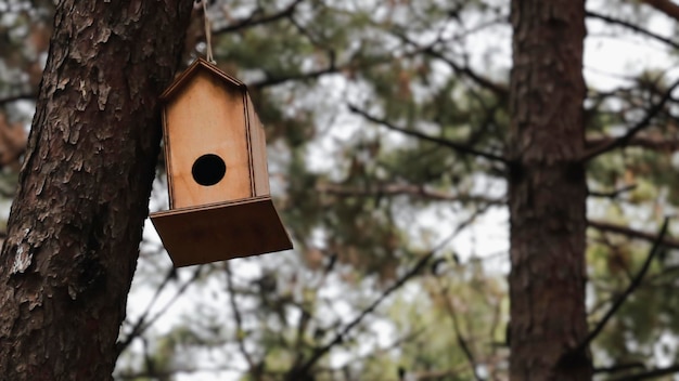 Birdhouse standing pine tree against view