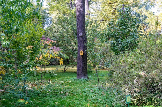 Birdhouse on a tree botanical park in early autumn Sunny Autumn Day