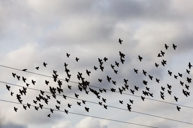 birds against the sky