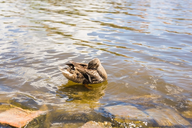 Birds and animals in wildlife. Funny mallard duck swims in lake or river with blue water.