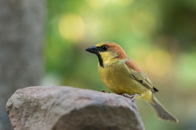 Birds are on rocks