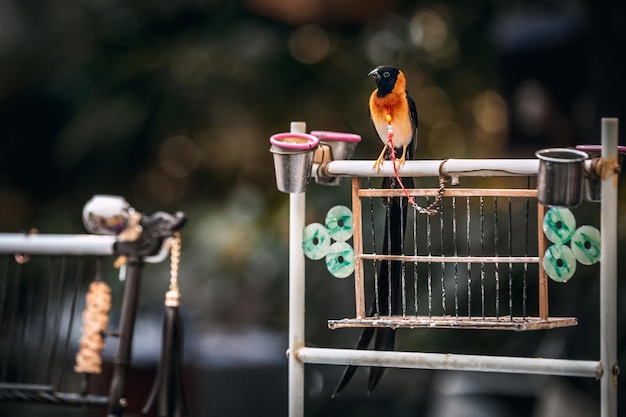 Birds in cages hanging at the street market in hangzhou