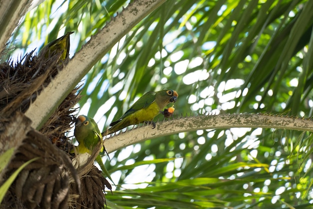 Birds called Maritacas, with green and yellow feathers, eating fruit from the tree in a Brazilian park. Selective focus.