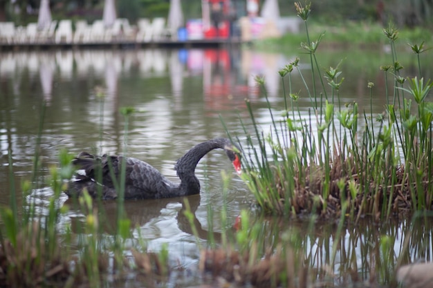 Photo birds in calm lake