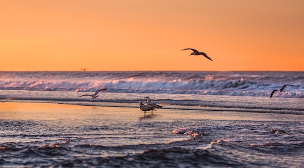 Birds early morning on the oceanfront. Atlantic Ocean coastline near New York in the area of Rockaway Park