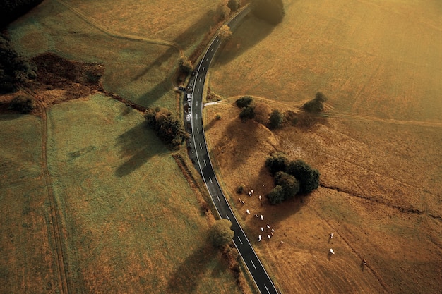 Birds-eye shot of a vast yellow field and a street