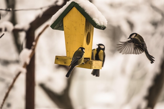 birds in the feeder, an impressive flight