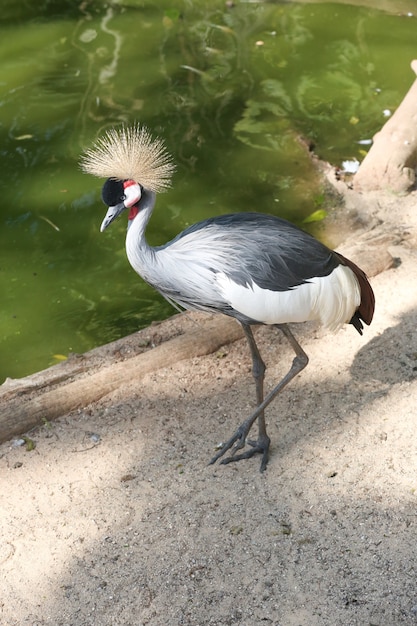 Birds and flamingos