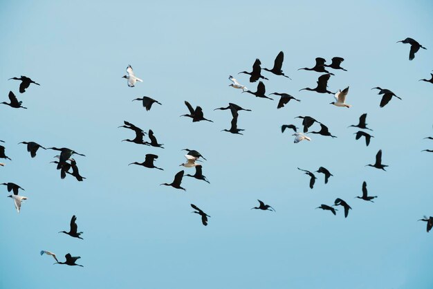 Birds flock flight background Patagonia Argentina