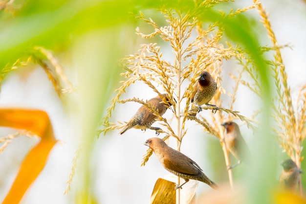 Birds flock on stem flower of corn in cornfield 