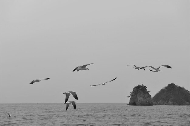 Photo birds flying over sea against clear sky