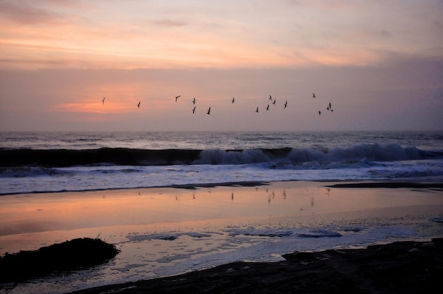 Birds flying over sea against sky at sunset