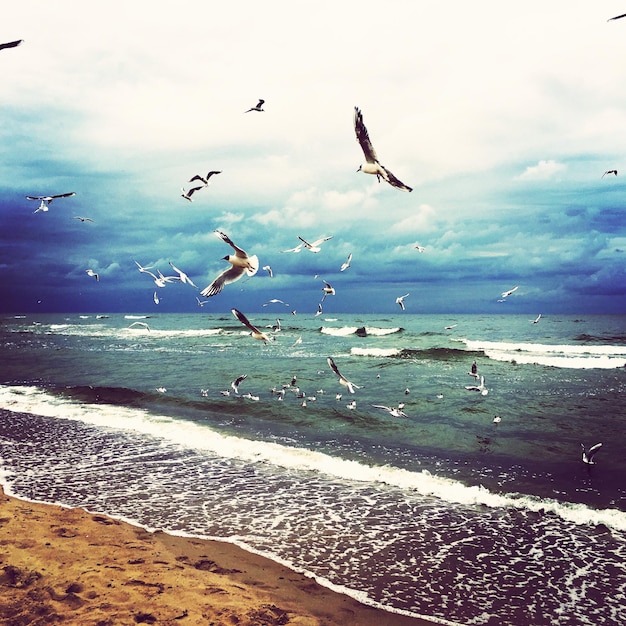 Photo birds flying over sea against sky