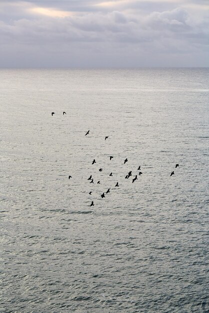 Photo birds flying over sea against sky