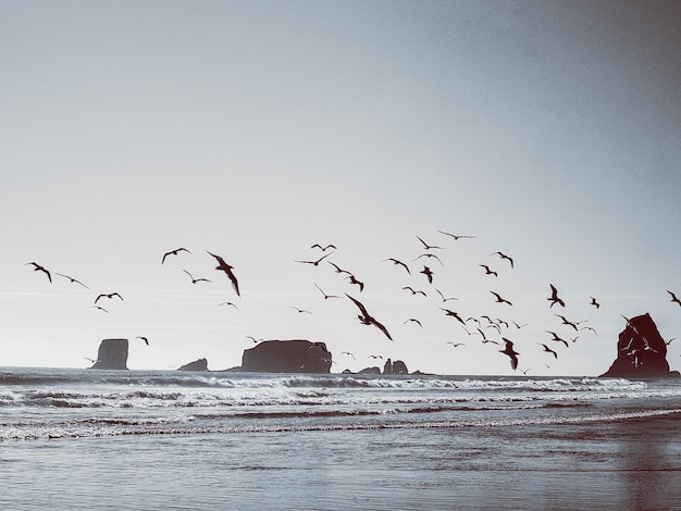 Photo birds flying over sea against sky