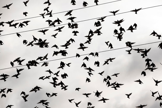 Birds flying in the sky